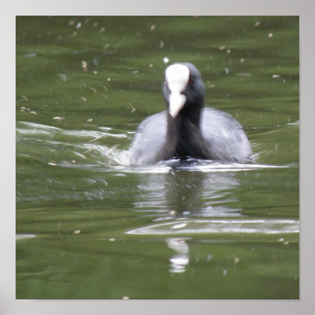 Coot Swimming Print (Front)