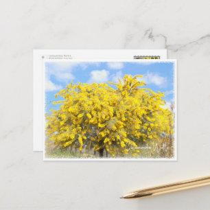 Cootamundra Wattle Postcard