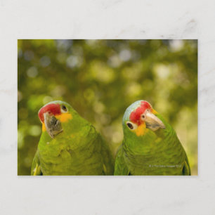 Copan, Honduras Postcard