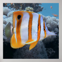 Copper Banded Butterfly Fish