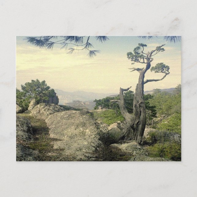 Copper Canyon Tree Postcard (Front)