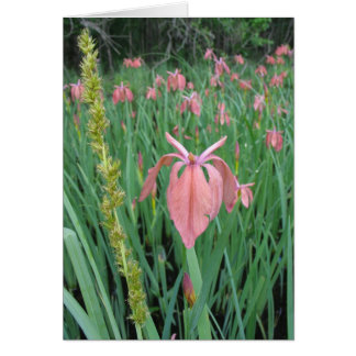 Copper Iris