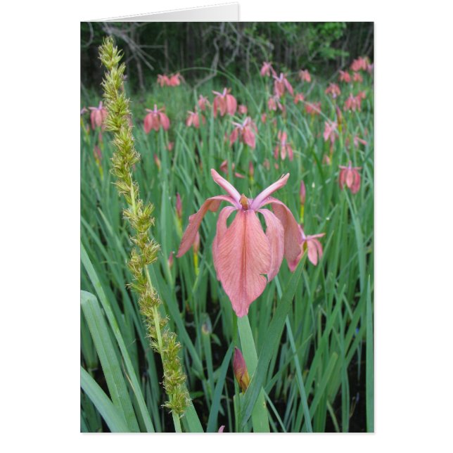 Copper Iris (Front)