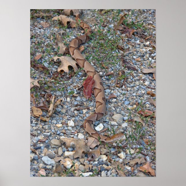 Copperhead Snake sretched out at dusk Poster (Front)