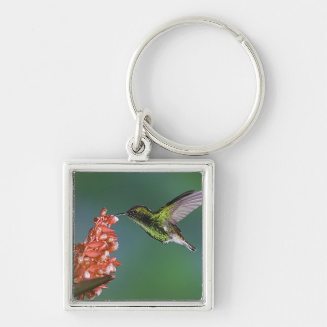 Coppery-headed Emerald, Elvira cupreiceps, Key Ring (Front)