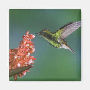 Coppery-headed Emerald, Elvira cupreiceps, Magnet