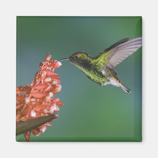 Coppery-headed Emerald, Elvira cupreiceps, Magnet (Front)