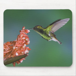 Coppery-headed Emerald, Elvira cupreiceps, Mouse Pad