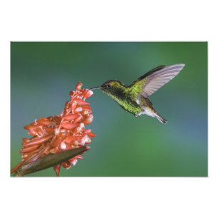 Coppery-headed Emerald, Elvira cupreiceps, Photo Print