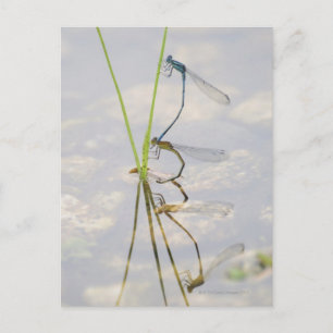 Copulation of Damselflies Postcard