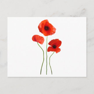 coquelicot -poppy postcard
