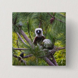 Coquerel's Sifaka in the forest 15 Cm Square Badge