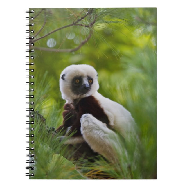 Coquerel's Sifaka in the forest 2 Notebook (Front)