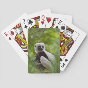 Coquerel's Sifaka in the forest 2 Playing Cards