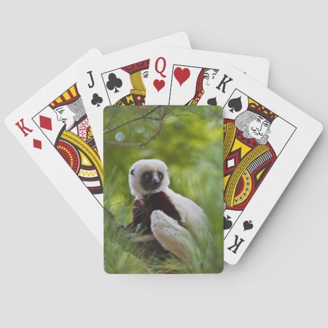 Coquerel's Sifaka in the forest 2 Playing Cards (Back)