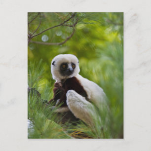 Coquerel's Sifaka in the forest 2 Postcard