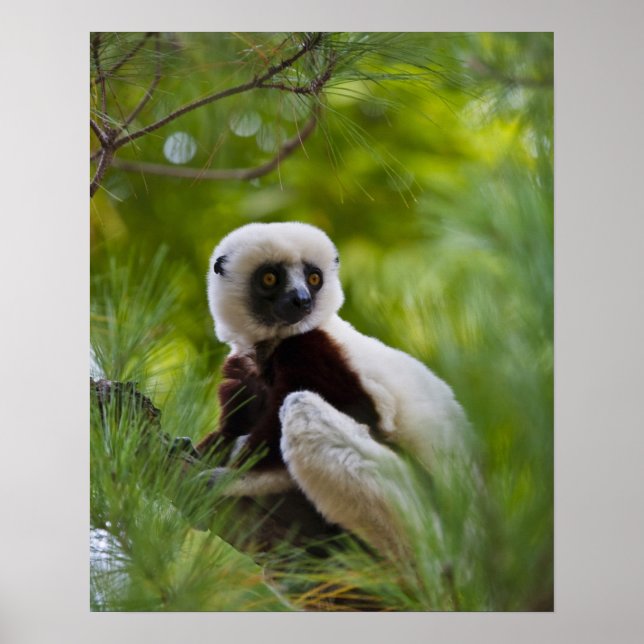 Coquerel's Sifaka in the forest 2 Poster (Front)