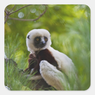 Coquerel's Sifaka in the forest 2 Square Sticker