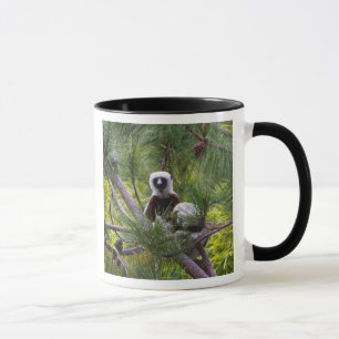 Coquerel's Sifaka in the forest Mug