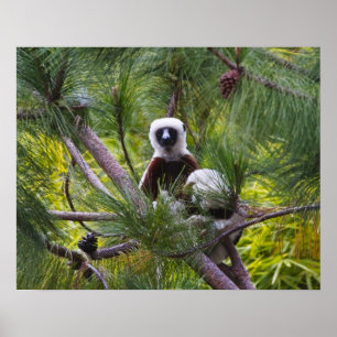 Coquerel's Sifaka in the forest Poster