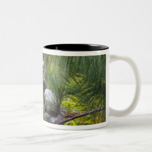 Coquerel's Sifaka in the forest Two-Tone Coffee Mug