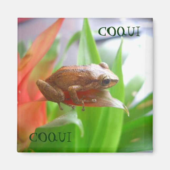 COQUI MAGNET (Front)
