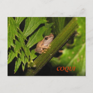 Coqui Postcard