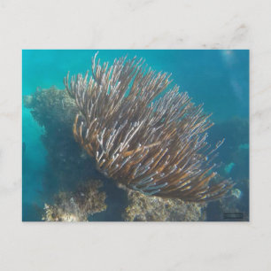 CORAL #1 POSTCARD
