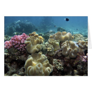 Coral, Agincourt Reef, Great Barrier Reef,