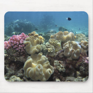 Coral, Agincourt Reef, Great Barrier Reef, Mouse Pad