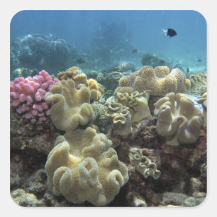 Coral, Agincourt Reef, Great Barrier Reef, Square Sticker