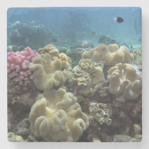 Coral, Agincourt Reef, Great Barrier Reef, Stone Coaster