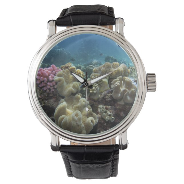 Coral, Agincourt Reef, Great Barrier Reef, Watch (Front)