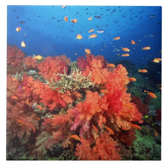Coral and fish ceramic tile (Front)