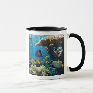 Coral and fish in the Red Sea, Egypt Mug