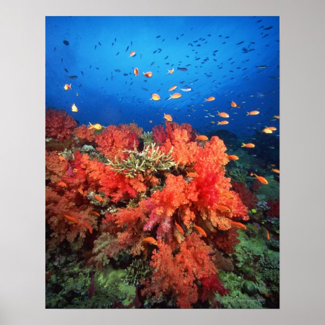 Coral and fish poster (Front)