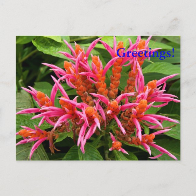 Coral Aphelandra Postcard (Front)