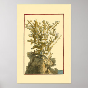 Coral by the Sea Poster