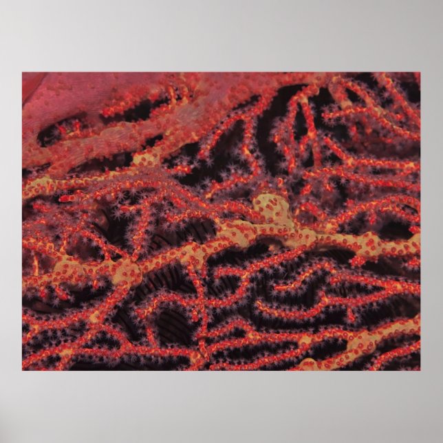 Coral Close Up Poster (Front)