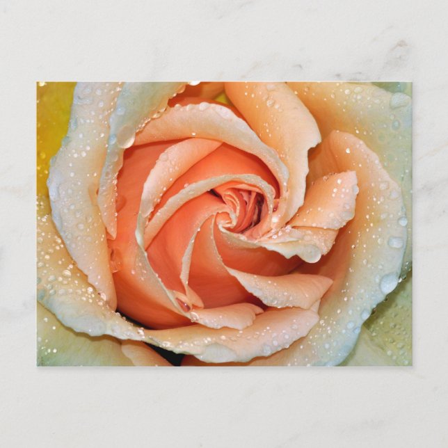 Coral coloured single rose postcard (Front)