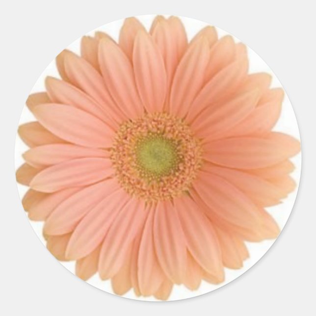 Coral Gerbera Daisy Sticker (Front)