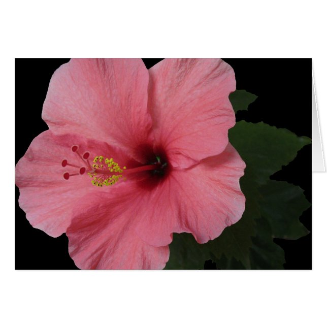 Coral Hibiscus (Front Horizontal)