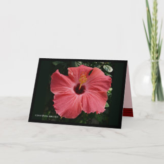 Coral Hibiscus Card