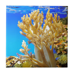 Coral in a aquarium tile