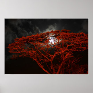 Coral Monkeypod and the Moon Poster