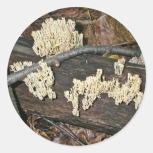Coral Mushroom Coordinating Items Classic Round Sticker