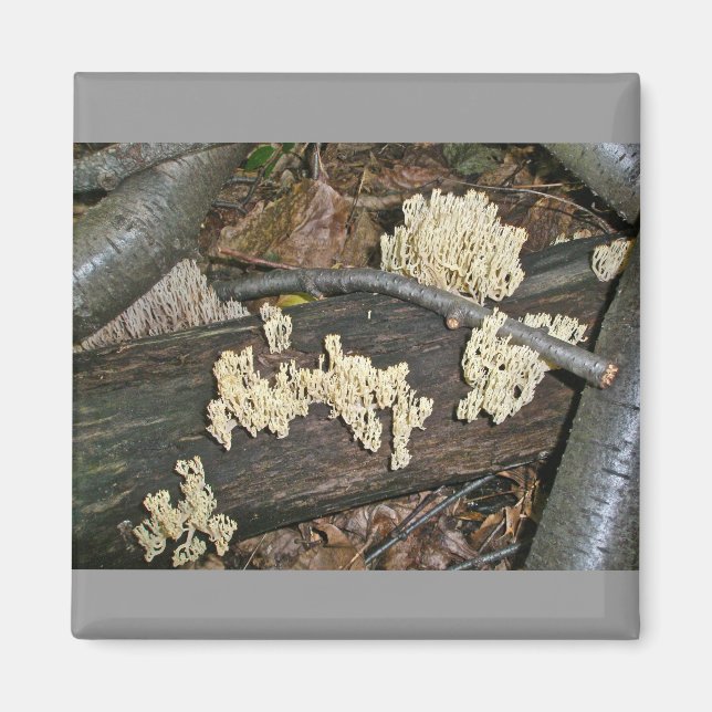 Coral Mushroom Coordinating Items Magnet (Front)