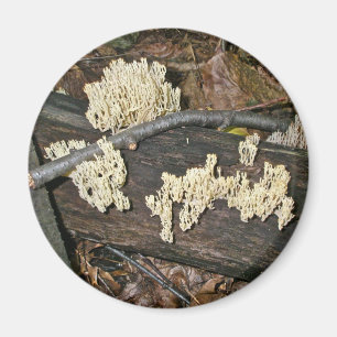 Coral Mushroom Coordinating Items Magnet