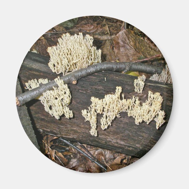 Coral Mushroom Coordinating Items Magnet (Front)