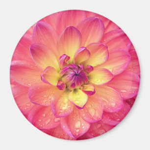 Coral pink dahlia flower magnet